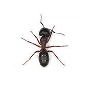 blackbig-ant